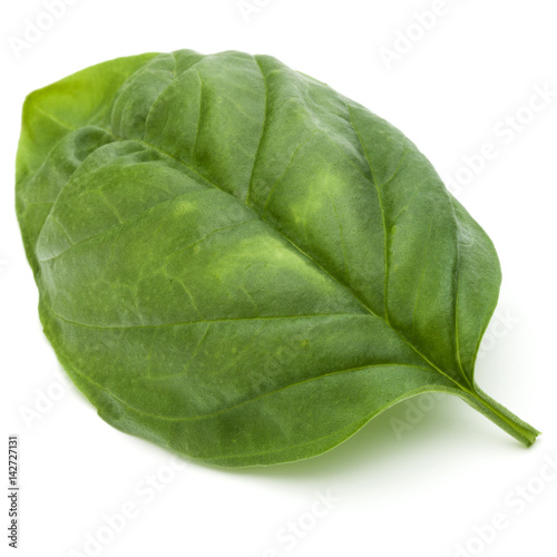 Close up studio shot of fresh green basil herb leaves isolated on white background. Sweet Genovese basil.