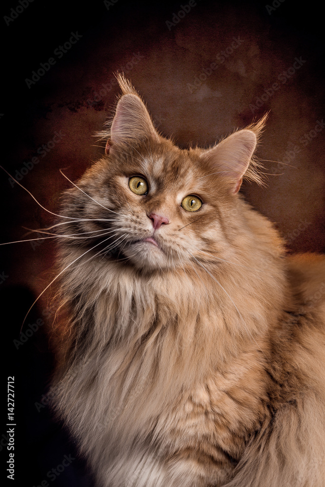 großer Maine Coon Kater