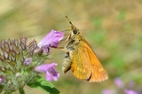 Large Skipper - Ochlodes sylvanus. Butterfly in natural habitat