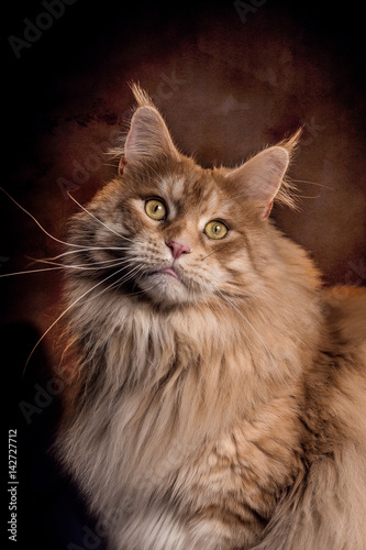 großer Maine Coon Kater