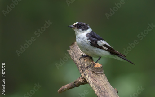 Male Collared Flycatcher perched on an old dried branch 
