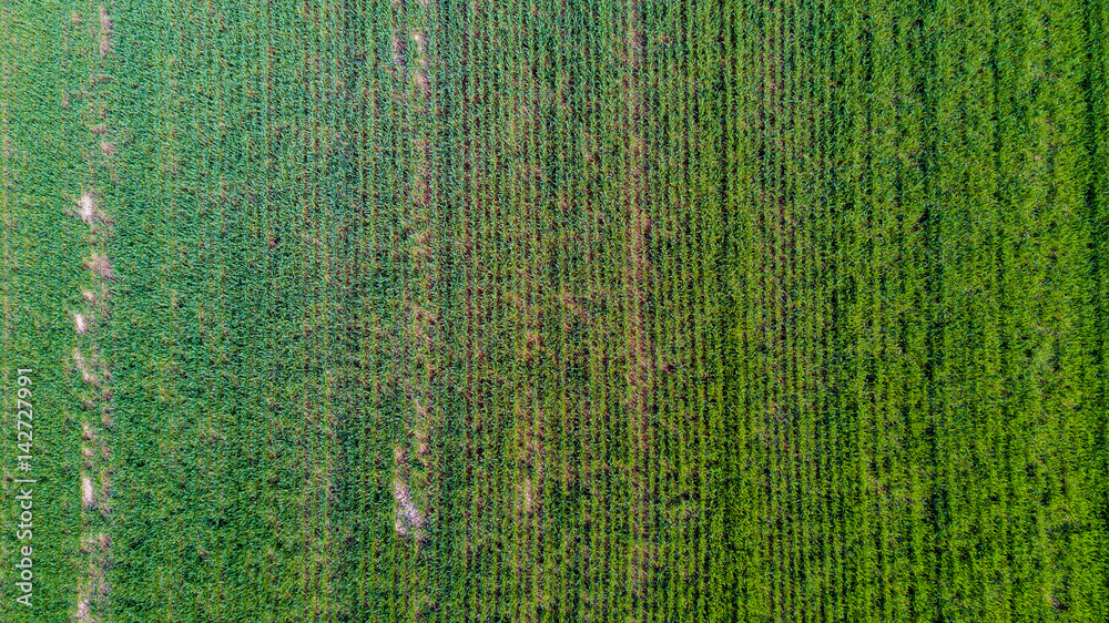 Natura e paesaggio: vista aerea di un campo, coltivazione, prato verde, campagna, agricoltura Natura e paesaggio: vista aerea di un campo, coltivazione, prato verde, campagna, agricoltura