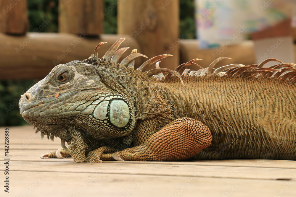 Fototapeta premium Iguana