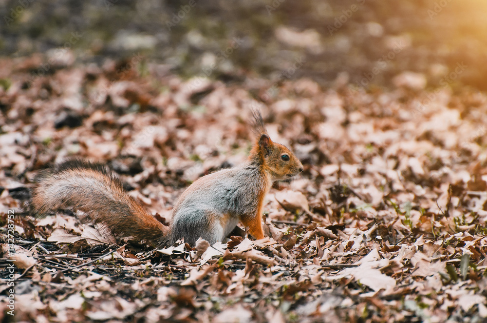 Squirrel in the forest and dry leaves in spring Squirrel in the forest and dry leaves in spring