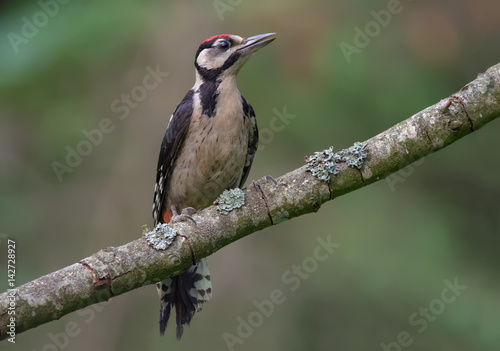 Young Great Spotted Woodpecker perched on a small aged lichen covered branch in a forest 