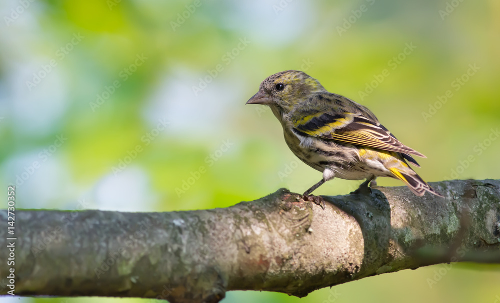 Young female Eurasian Siskin back view posing on a big branch Young female Eurasian Siskin back view posing on a big branch