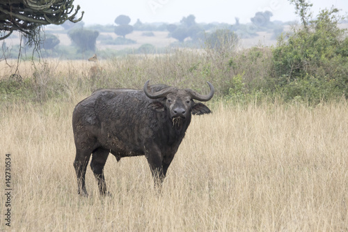 Cape buffalo eating grass in Queen Elizabeth National Park, Uganda © karenfoleyphoto