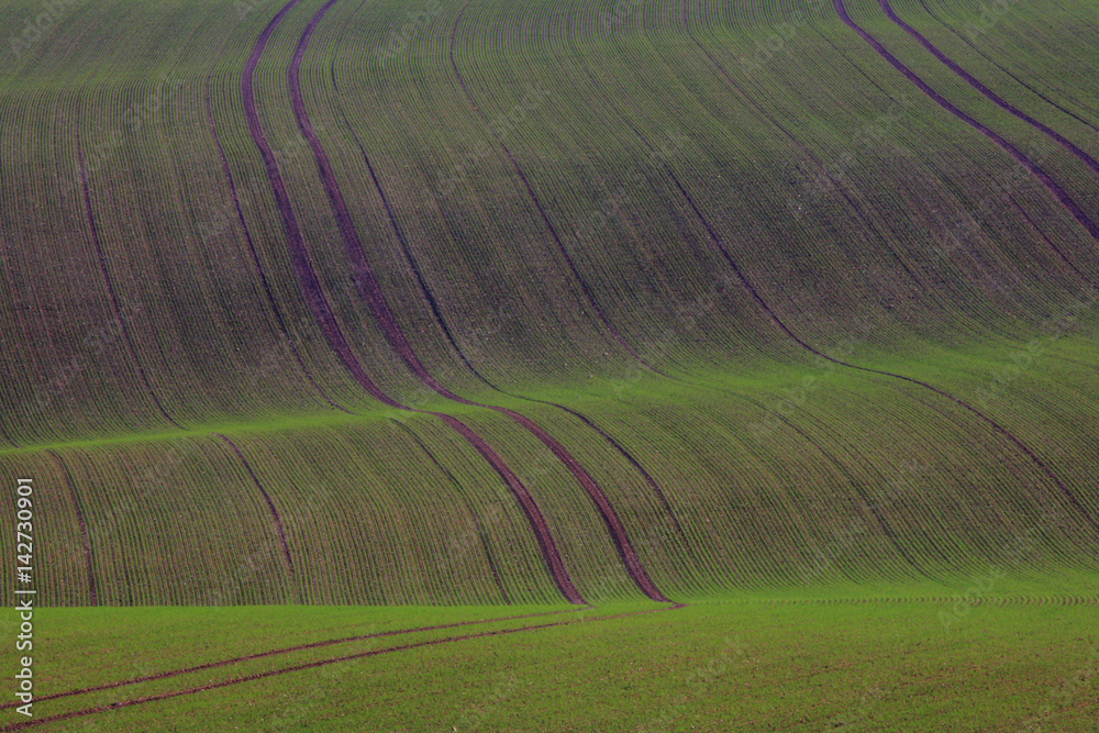 Pattern of young plants in field