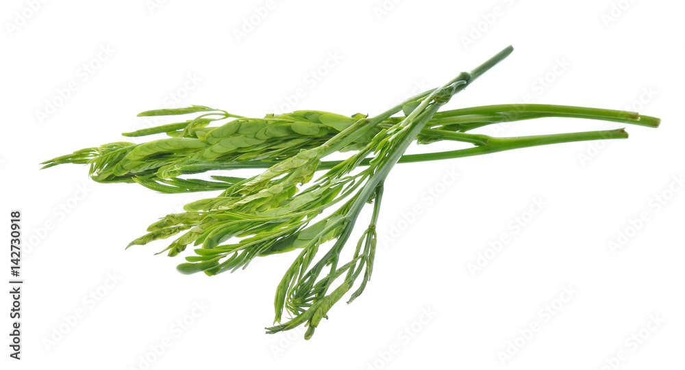 Fototapeta premium Leucaena on white Background