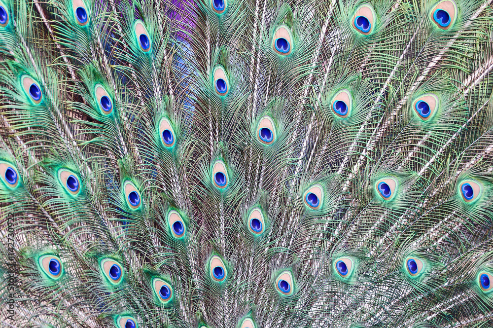 Fototapeta premium Indian Peacock Feathers