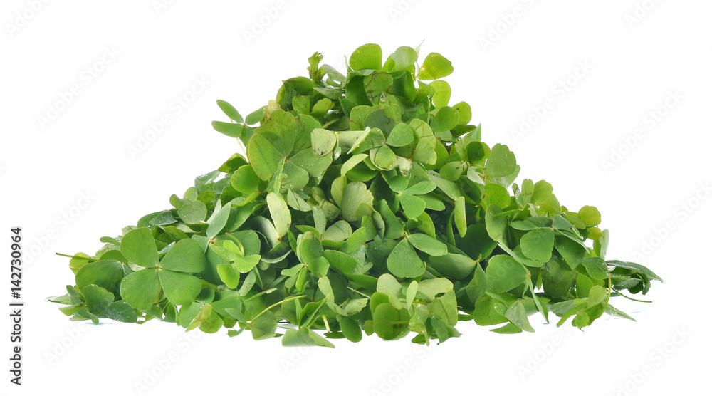 Obraz premium Water clover