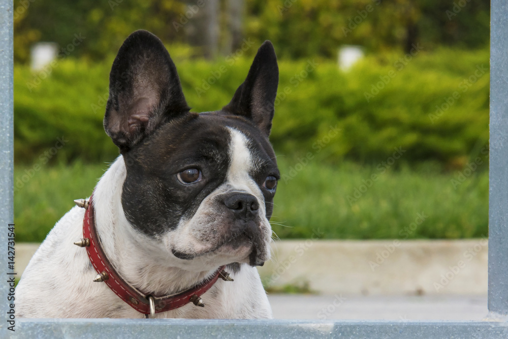 Dog posing for camera 