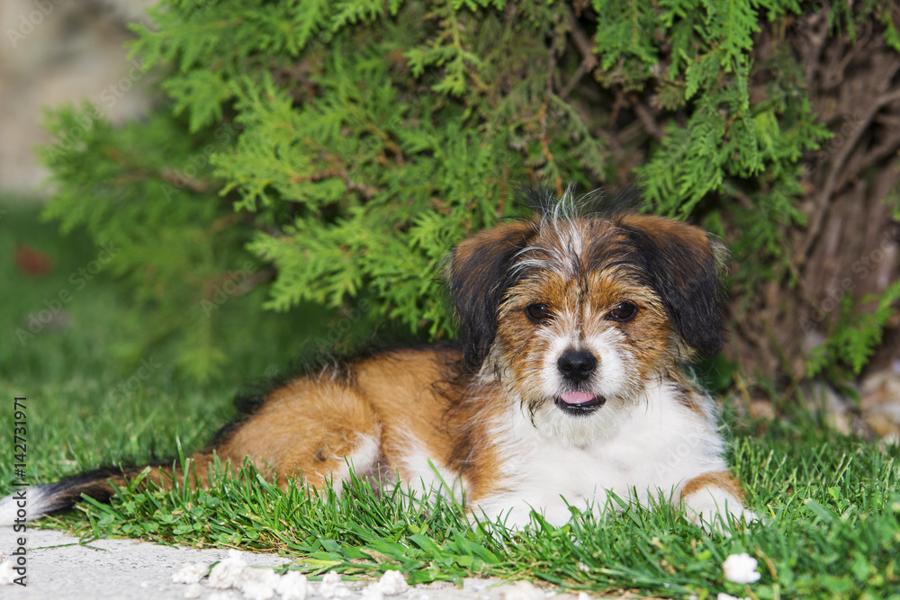 Cute little dog playing and posing for camera