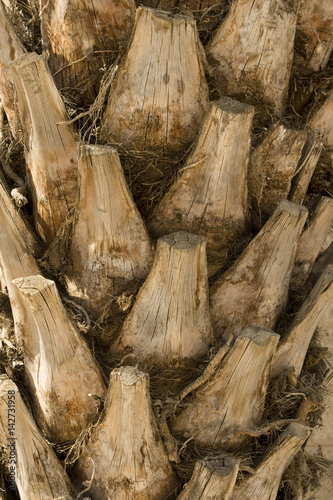 Backgraund Trunk of a palm tree