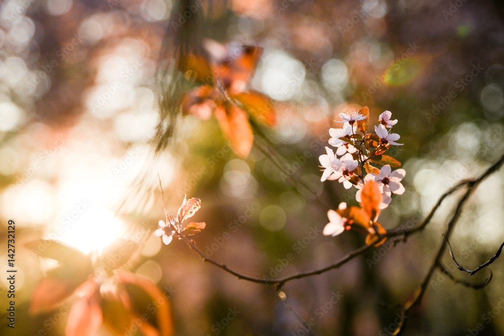 Blossom tree over nature background/ Spring flowers/Spring Background Blossom tree over nature background/ Spring flowers/Spring Background