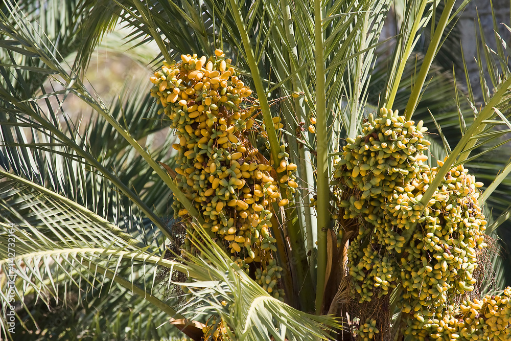 Dates palmtree Dates palmtree