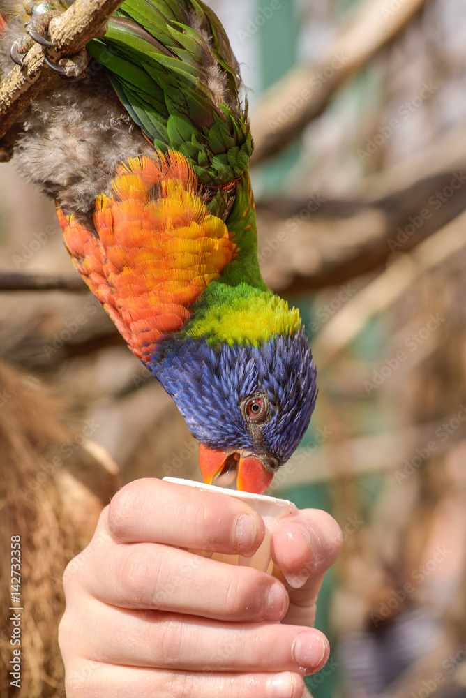 Naklejka premium Beautiful and colorful Lorakeet