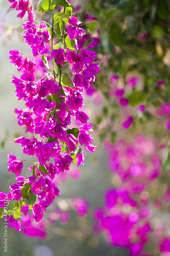 Fototapeta premium Beautiful flowers of Israel
