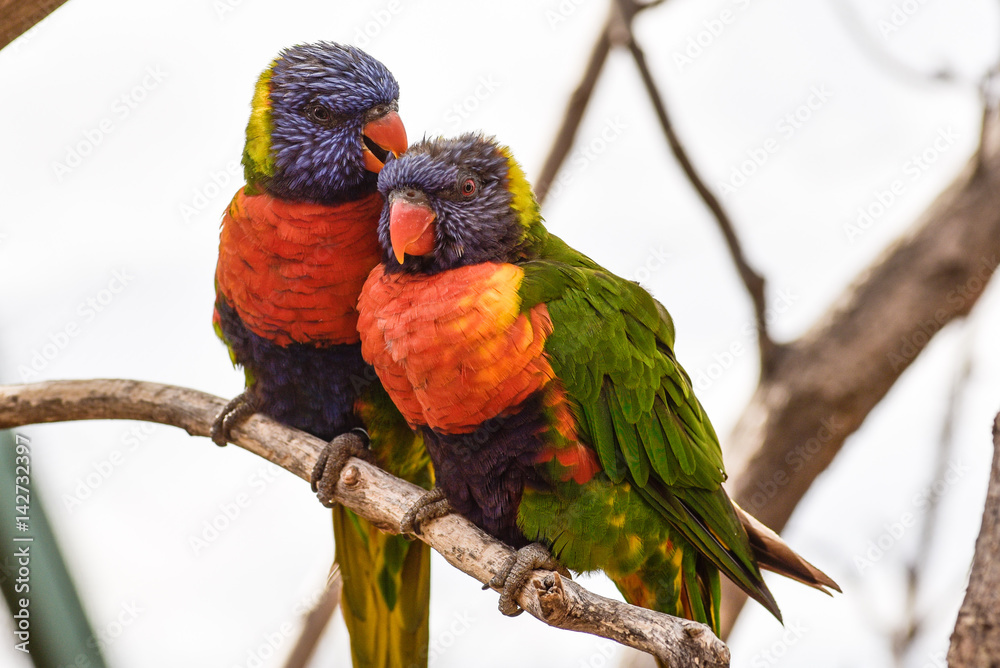 Fototapeta premium Beautiful and colorful Lorakeet