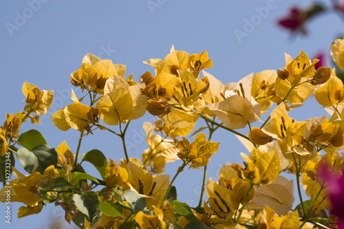 Beautiful flowers of Israel,