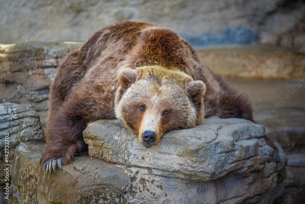 Fototapeta premium Big Old Bear taking a nap