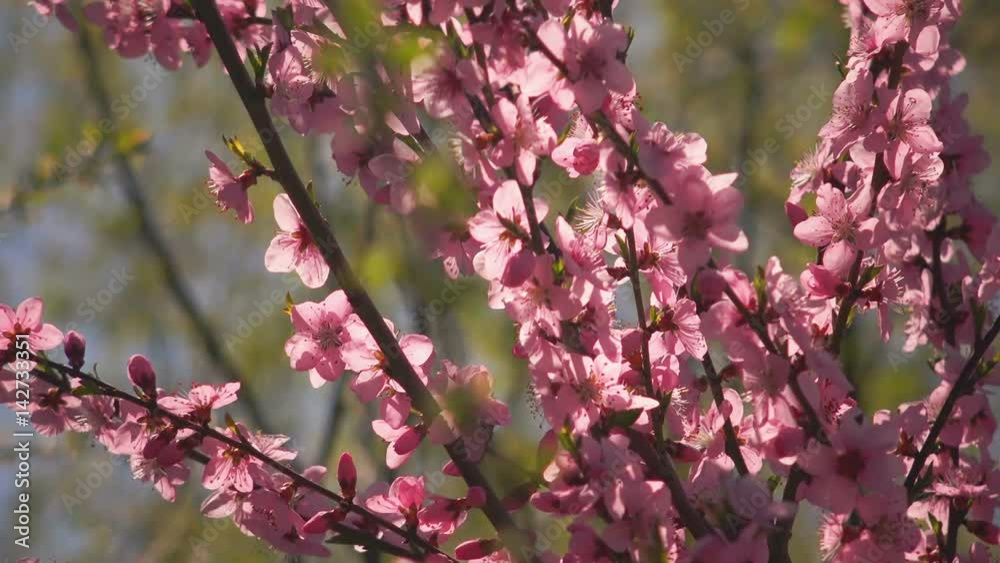 Pink peach blossom branch in the orchard, nature in springtime and agriculture Pink peach blossom branch in the orchard, nature in springtime and agriculture