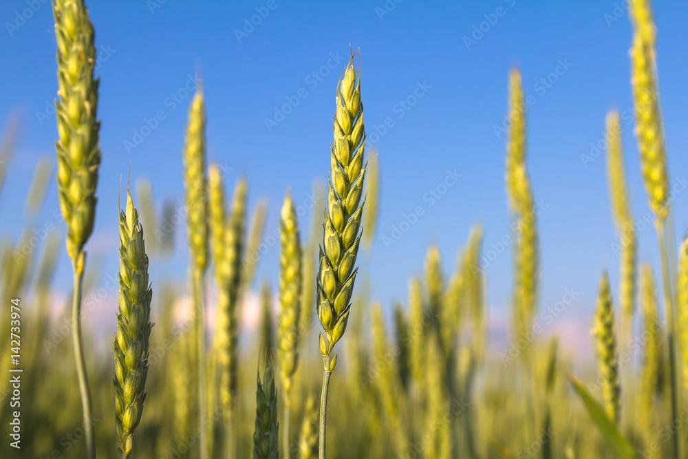 ears of wheat ears of wheat