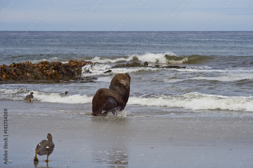 Large male Southern Sea Lion (Otaria flavescens) heading into the sea on the coast of Sealion Island in the Falkland Islands. Large male Southern Sea Lion (Otaria flavescens) heading into the sea on the coast of Sealion Island in the Falkland Islands.