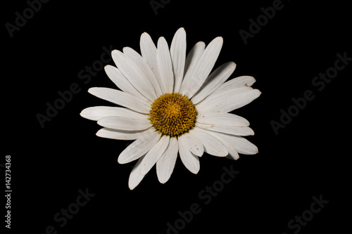 White daisy isolated on black background