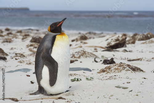 King Penguin (Aptenodytes patagonicus) standing on a sandy beach on Sealion Island in the Falkland Islands.