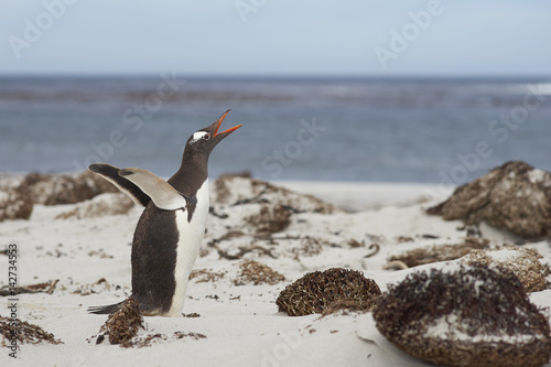 Gentoo Penguin (Pygoscelis papua) calling whilst heading to the sea on Sealion Island in the Falkland Islands.