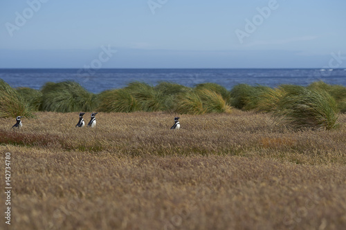 Magellanic Penguins (Spheniscus magellanicus) walking through a grassy meadow on Sealion Island in the Falkland Islands.