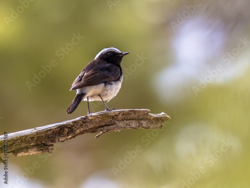 Endemic Cyprus wheatear on branch with green background photo
