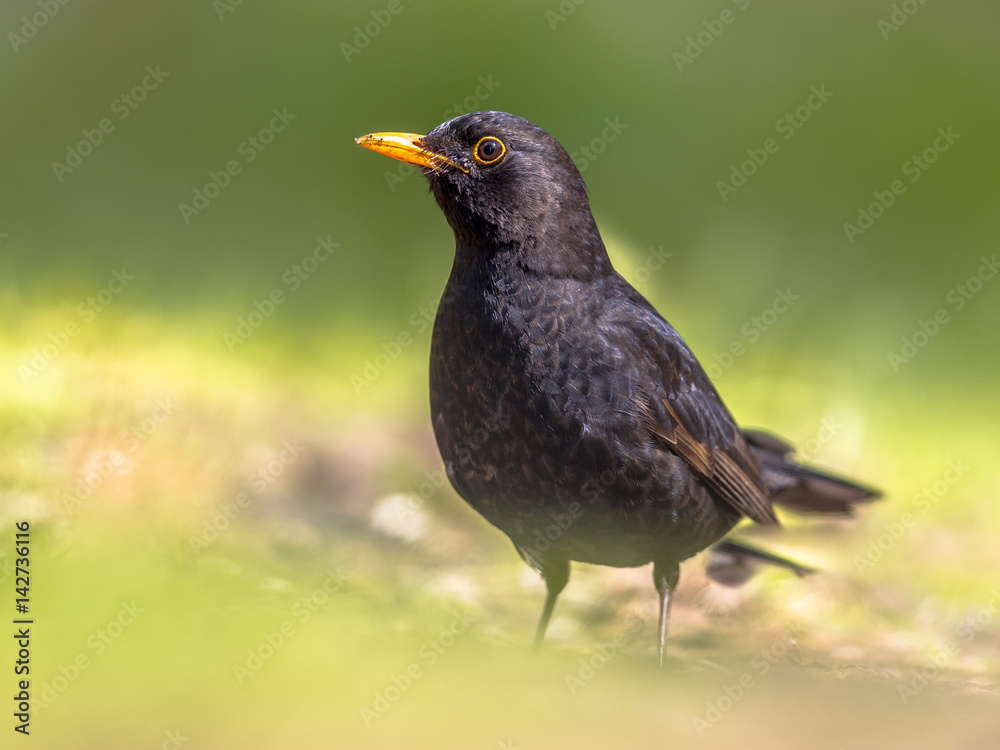 Male Blackbird foraging in green backyard Male Blackbird foraging in green backyard