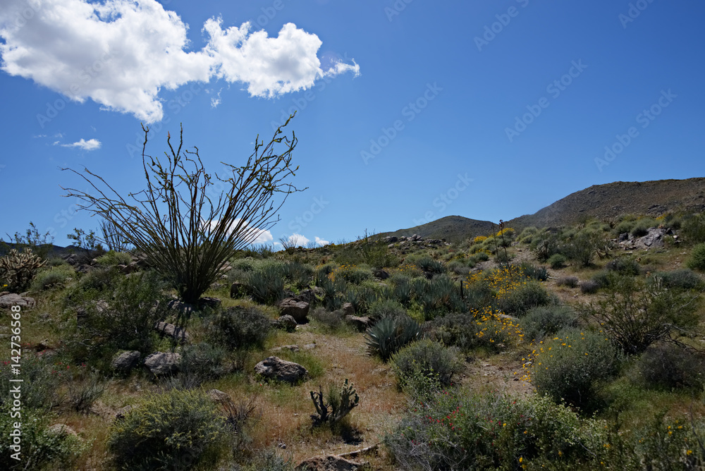 Anza-Borrego Wildflowers R