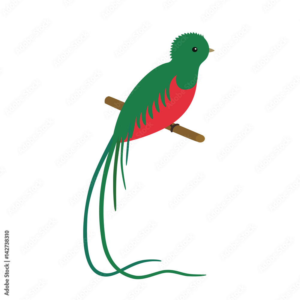 Fototapeta premium vector illustration of a resplendent quetzal pharomachrus mocinno, sitting on a branch