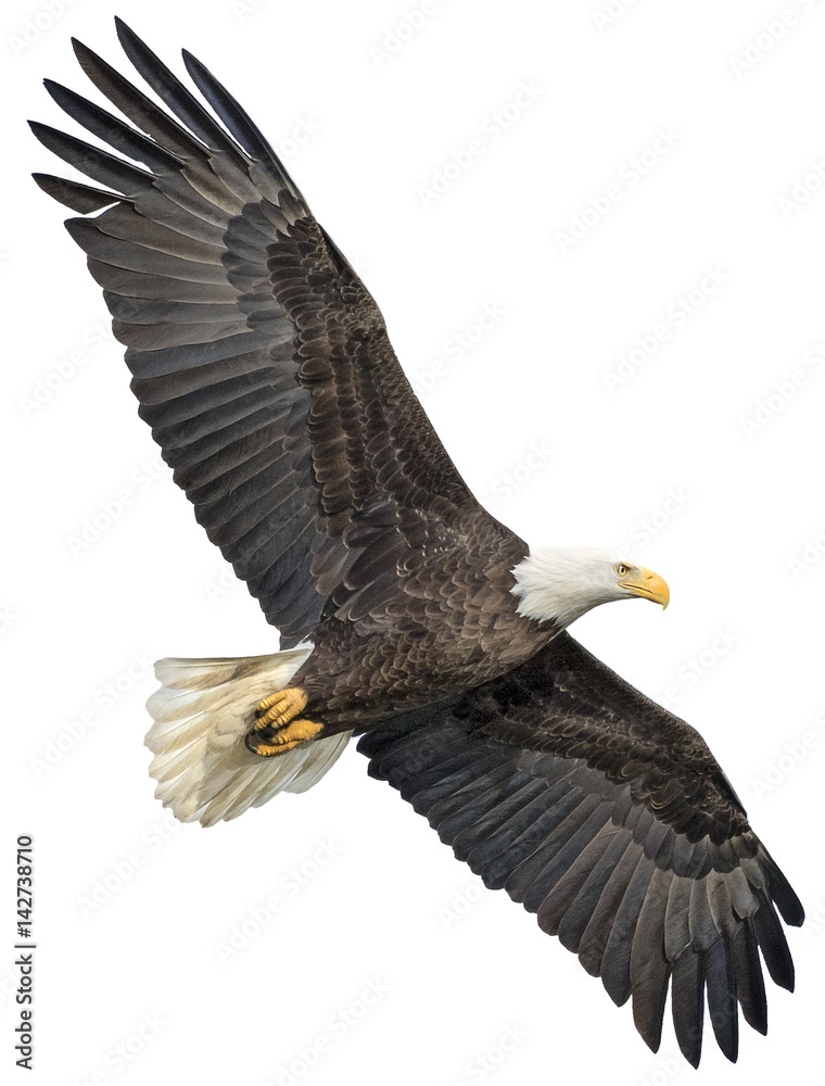 Fototapeta premium Blad Eagle Clean Background