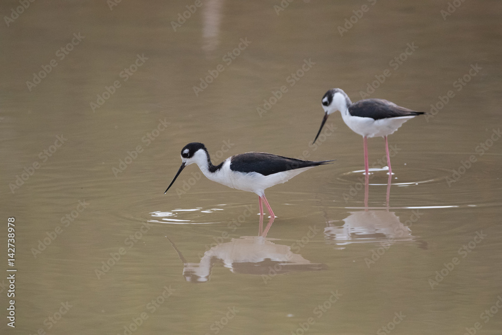 Obraz premium Black-winged stilt, Common stilt, or Pied stilt