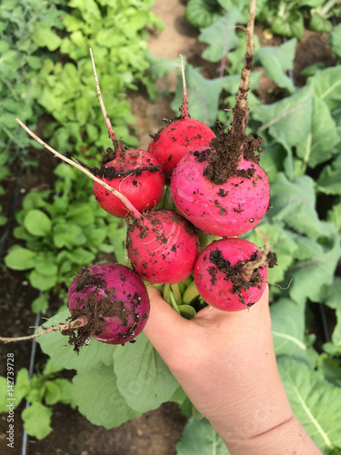 Harvesting Organic Radishes on Small Vegetable Farm