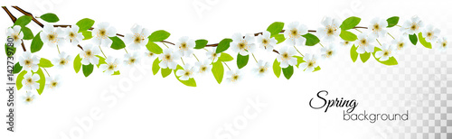 Nature background with spring blossom of cherry. Vector.