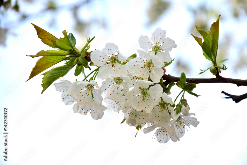 Fototapeta premium Kirschblüten, Frühlingsbeginn