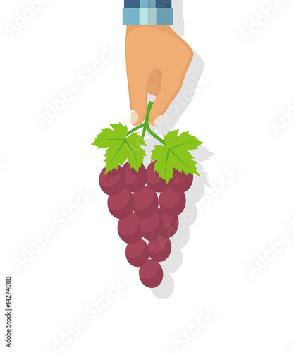 Man holding grapes in hand. Harvested ripe grapes. Vector illustration flat design. Isolated on white background.