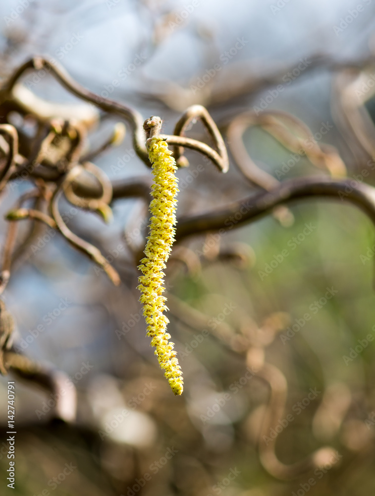 Naklejka premium Korkenzieher-Hasel