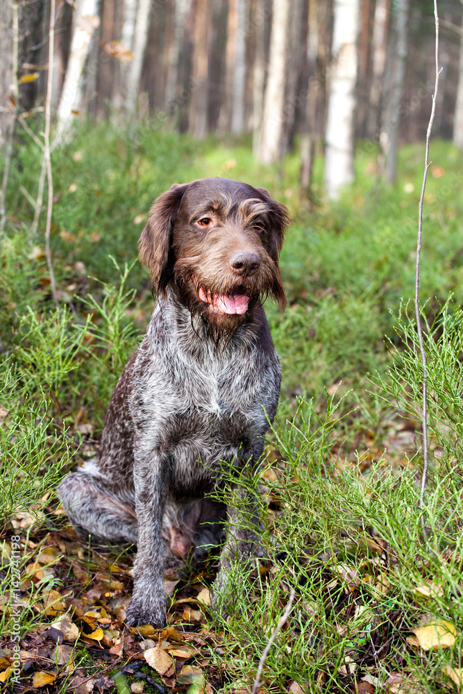 Dog drathaar sits on a footpath in the autumn forest