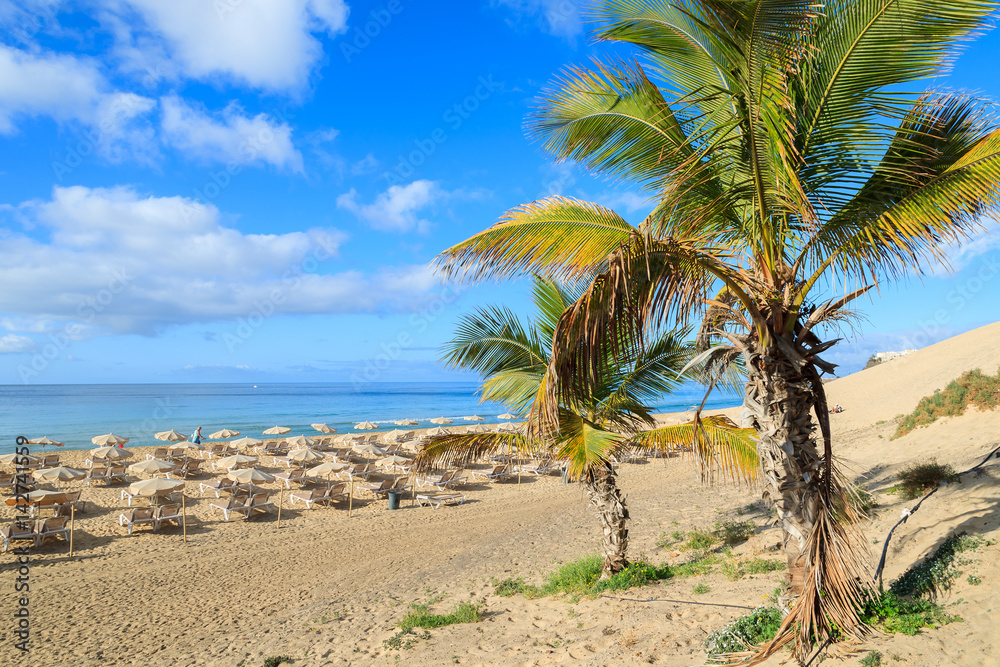 Palm trees on sandy beach in Morro Jable town, Fuerteventura, Canary Islands, Spain