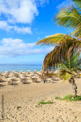 Palm trees on sandy beach in Morro Jable town, Fuerteventura, Canary Islands, Spain