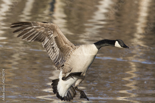 Canada Goose in spring