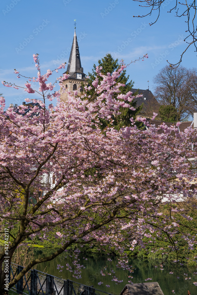 Japanische Kirschblüte und Kettwiger Altstadt Japanische Kirschblüte und Kettwiger Altstadt