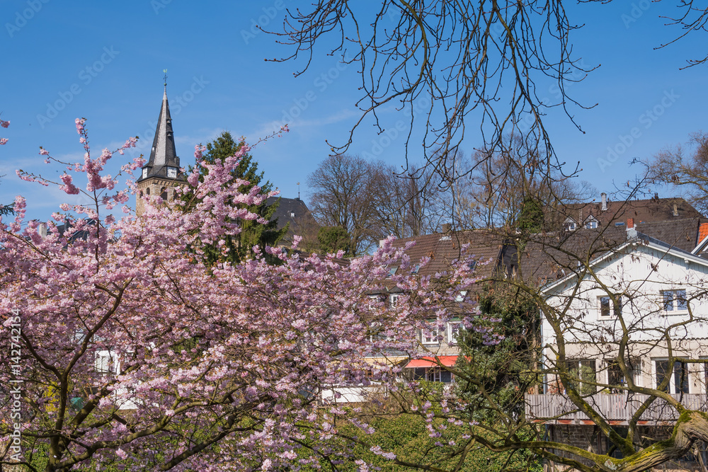 Japanische Kirschblüte und Kettwiger Altstadt Japanische Kirschblüte und Kettwiger Altstadt