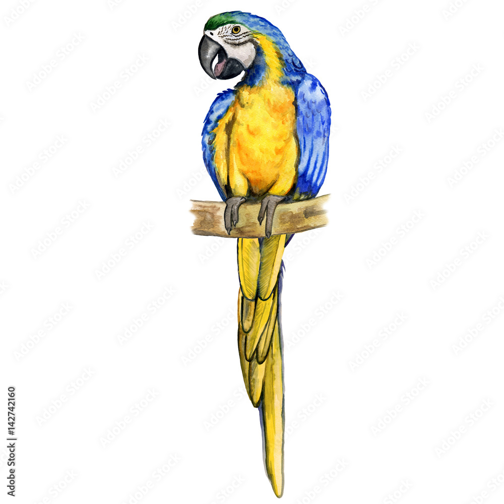 Fototapeta premium Watercolor closeup portrait of Blue-and-yellow Ara macaw parrot or Ara ararauna isolated on white background. Hand drawn colorful tropical bird, home pet. Greeting card design. Clip art for web, print